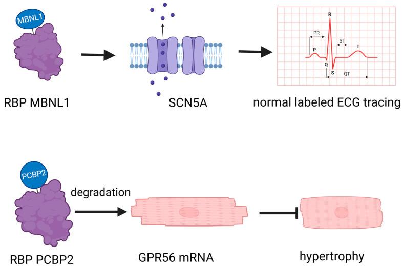 https://cdn.ncbi.nlm.nih.gov/pmc/blobs/49f8/11430443/8a0abd55fb5c/biomolecules-14-01056-g001.jpg