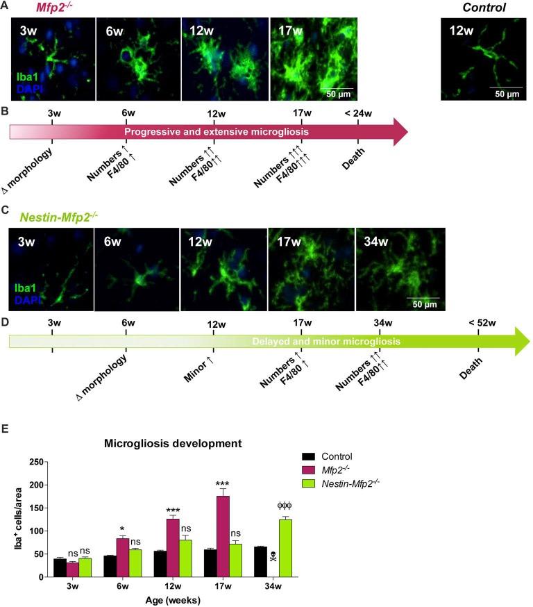 https://cdn.ncbi.nlm.nih.gov/pmc/blobs/49fa/5975114/4b1697059685/fncel-12-00136-g0001.jpg