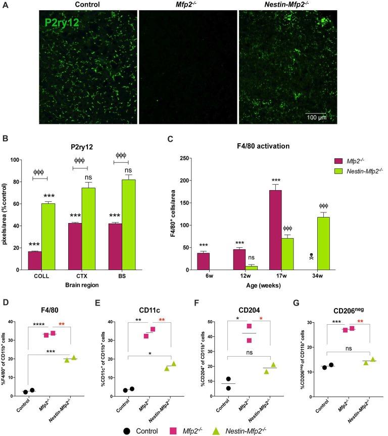 https://cdn.ncbi.nlm.nih.gov/pmc/blobs/49fa/5975114/710f3b1ad319/fncel-12-00136-g0002.jpg