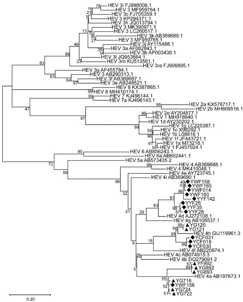 https://cdn.ncbi.nlm.nih.gov/pmc/blobs/49fb/9867238/33416b7c3487/viruses-15-00078-g002.jpg