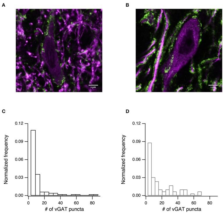 https://cdn.ncbi.nlm.nih.gov/pmc/blobs/49fe/6753199/3c335ec8a39c/fncel-13-00417-g0006.jpg