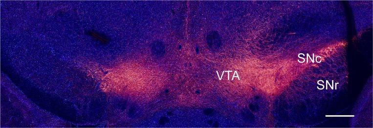 https://cdn.ncbi.nlm.nih.gov/pmc/blobs/49fe/6753199/3d7b733f57de/fncel-13-00417-g0001.jpg