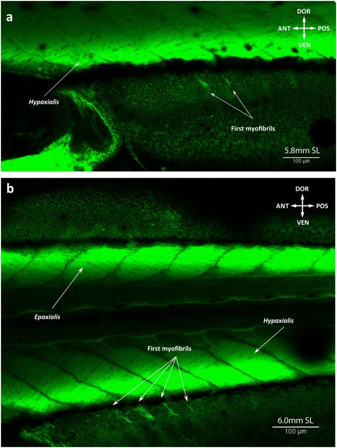 https://cdn.ncbi.nlm.nih.gov/pmc/blobs/4a00/6155031/199d35ce0967/41598_2018_32567_Fig10_HTML.jpg
