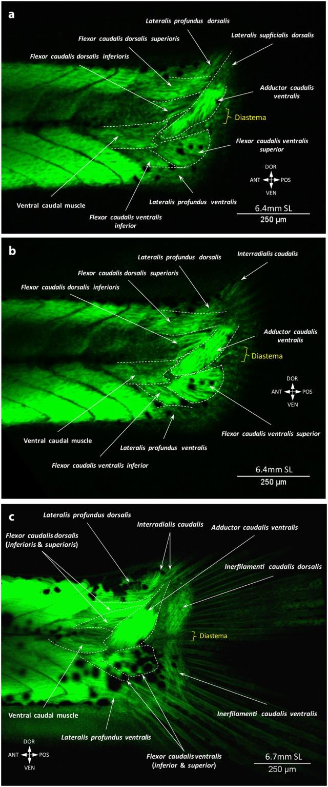 https://cdn.ncbi.nlm.nih.gov/pmc/blobs/4a00/6155031/403cf2328a85/41598_2018_32567_Fig4_HTML.jpg