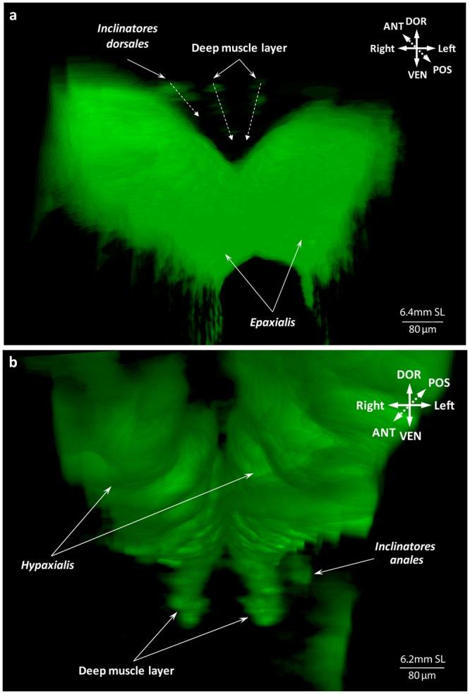 https://cdn.ncbi.nlm.nih.gov/pmc/blobs/4a00/6155031/62e6fab896b7/41598_2018_32567_Fig11_HTML.jpg