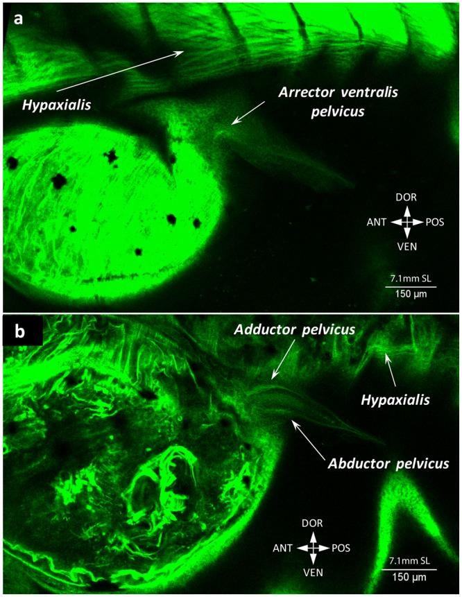 https://cdn.ncbi.nlm.nih.gov/pmc/blobs/4a00/6155031/7207dad6bcb1/41598_2018_32567_Fig14_HTML.jpg