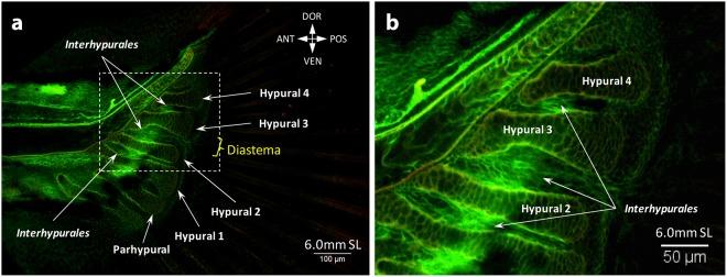 https://cdn.ncbi.nlm.nih.gov/pmc/blobs/4a00/6155031/73e8add02a04/41598_2018_32567_Fig5_HTML.jpg