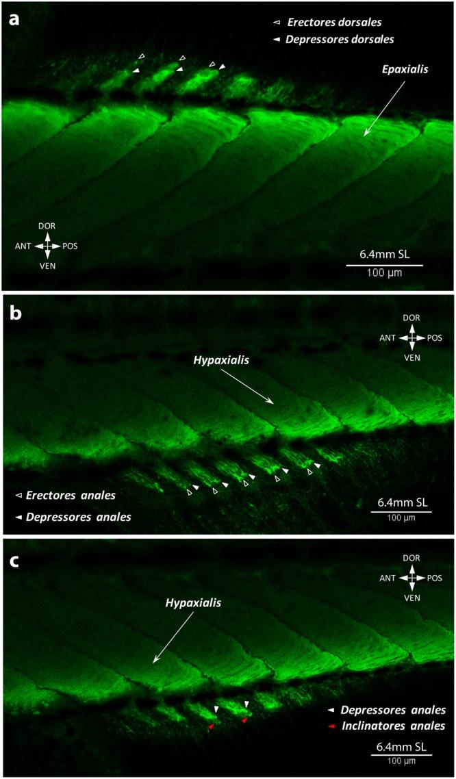 https://cdn.ncbi.nlm.nih.gov/pmc/blobs/4a00/6155031/c2826ae36e13/41598_2018_32567_Fig12_HTML.jpg