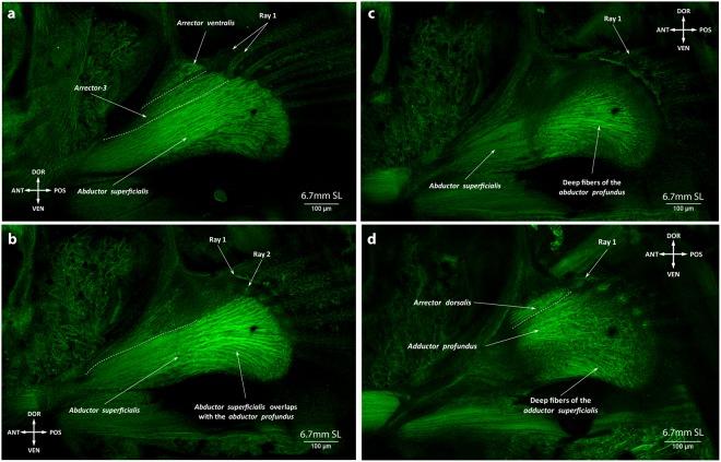https://cdn.ncbi.nlm.nih.gov/pmc/blobs/4a00/6155031/d176e6cc9cc8/41598_2018_32567_Fig9_HTML.jpg