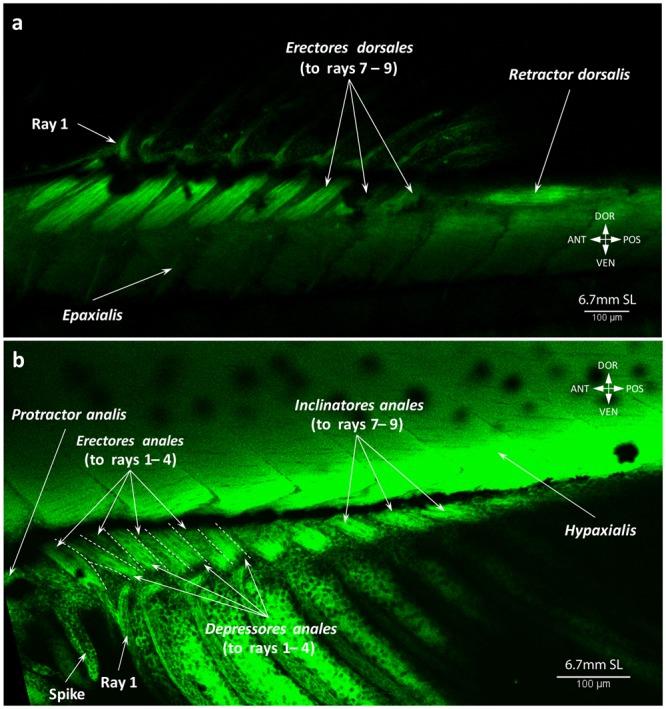 https://cdn.ncbi.nlm.nih.gov/pmc/blobs/4a00/6155031/e602ea5a5644/41598_2018_32567_Fig13_HTML.jpg