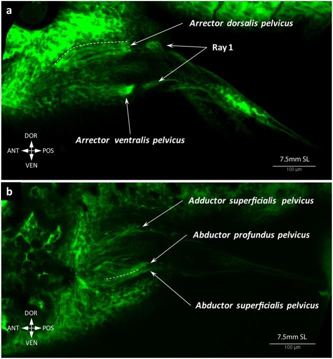 https://cdn.ncbi.nlm.nih.gov/pmc/blobs/4a00/6155031/e7b56c4bf7b8/41598_2018_32567_Fig15_HTML.jpg