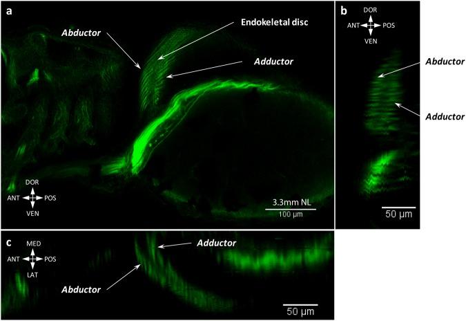 https://cdn.ncbi.nlm.nih.gov/pmc/blobs/4a00/6155031/ec741749fbd9/41598_2018_32567_Fig7_HTML.jpg