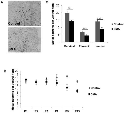 https://cdn.ncbi.nlm.nih.gov/pmc/blobs/4a04/2787017/d0de46b4a186/pgen.1000773.g002.jpg