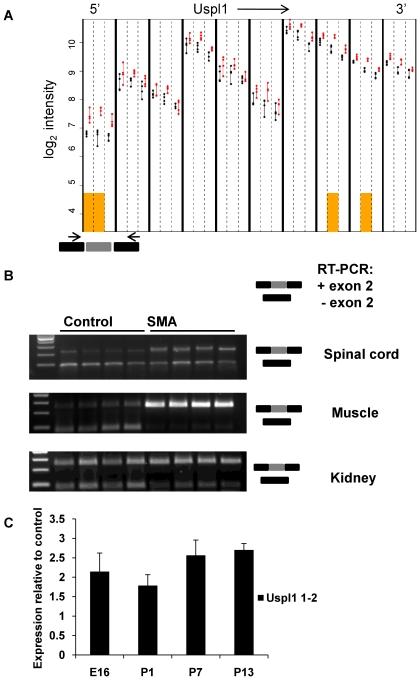 https://cdn.ncbi.nlm.nih.gov/pmc/blobs/4a04/2787017/ee4da5f2e617/pgen.1000773.g006.jpg
