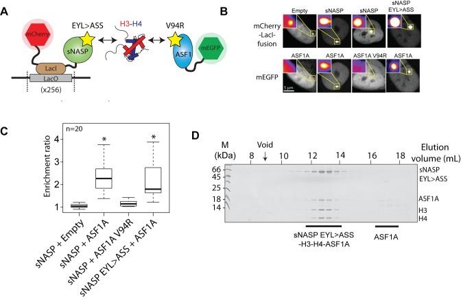 https://cdn.ncbi.nlm.nih.gov/pmc/blobs/4a10/5314797/e58a1ca10aaa/gkw892fig3.jpg