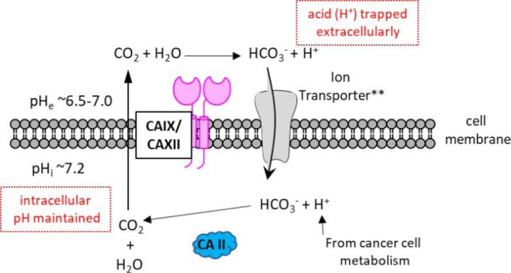 https://cdn.ncbi.nlm.nih.gov/pmc/blobs/4a10/9019264/460ed5cd4fa5/cdr-4-343.fig.1.jpg