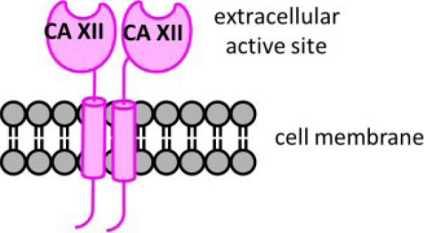 https://cdn.ncbi.nlm.nih.gov/pmc/blobs/4a10/9019264/a71e3fe64a39/cdr-4-343.fig.2.jpg