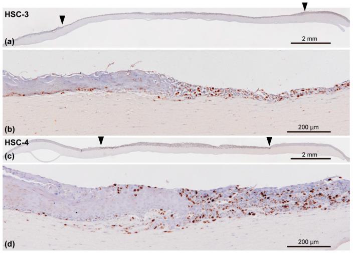 https://cdn.ncbi.nlm.nih.gov/pmc/blobs/4a14/11505046/88f8cedb8140/biomedicines-12-02373-g008.jpg