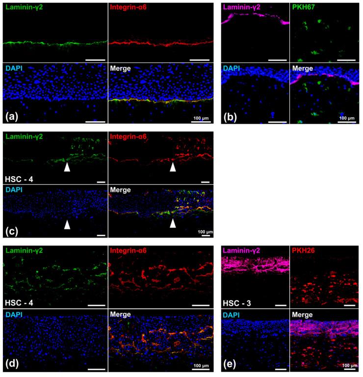 https://cdn.ncbi.nlm.nih.gov/pmc/blobs/4a14/11505046/ac5a93b9c629/biomedicines-12-02373-g007.jpg