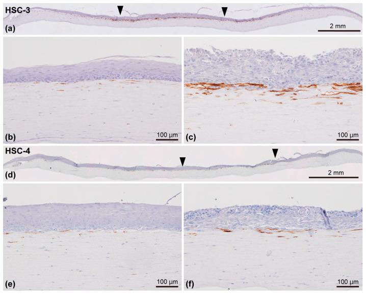 https://cdn.ncbi.nlm.nih.gov/pmc/blobs/4a14/11505046/c0180229554a/biomedicines-12-02373-g009.jpg