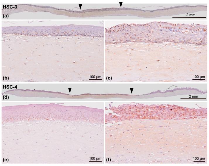 https://cdn.ncbi.nlm.nih.gov/pmc/blobs/4a14/11505046/dd875b0df734/biomedicines-12-02373-g010.jpg