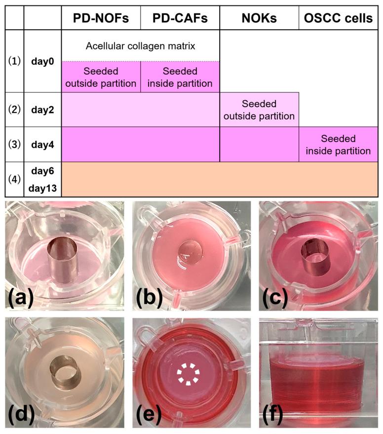 https://cdn.ncbi.nlm.nih.gov/pmc/blobs/4a14/11505046/ef85d4f41048/biomedicines-12-02373-g003.jpg