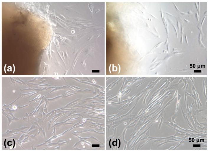 https://cdn.ncbi.nlm.nih.gov/pmc/blobs/4a14/11505046/f00ee84696bd/biomedicines-12-02373-g001.jpg