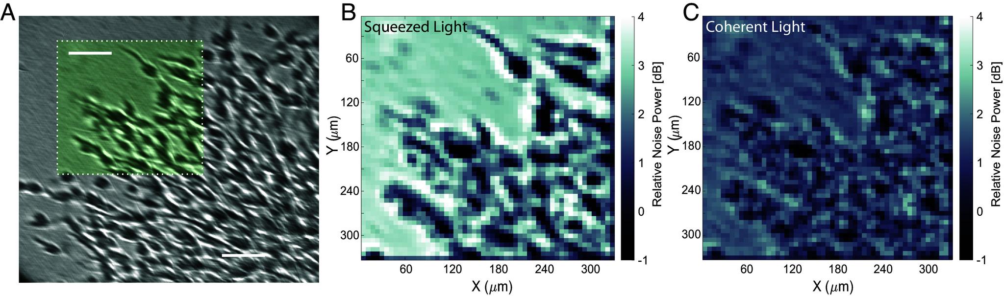 https://cdn.ncbi.nlm.nih.gov/pmc/blobs/4a17/11551316/0f7db458826f/pnas.2413938121fig03.jpg