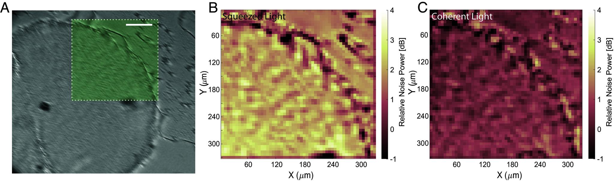 https://cdn.ncbi.nlm.nih.gov/pmc/blobs/4a17/11551316/89a9cdca267e/pnas.2413938121fig05.jpg