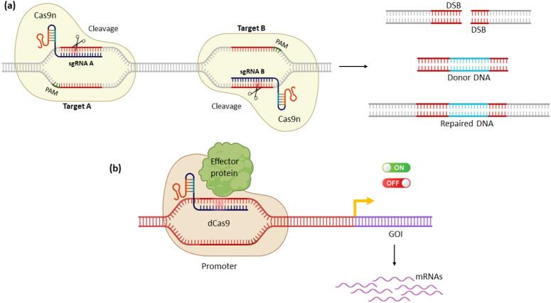 https://cdn.ncbi.nlm.nih.gov/pmc/blobs/4a17/9859587/4ebabf90a612/genes-14-00129-g003.jpg