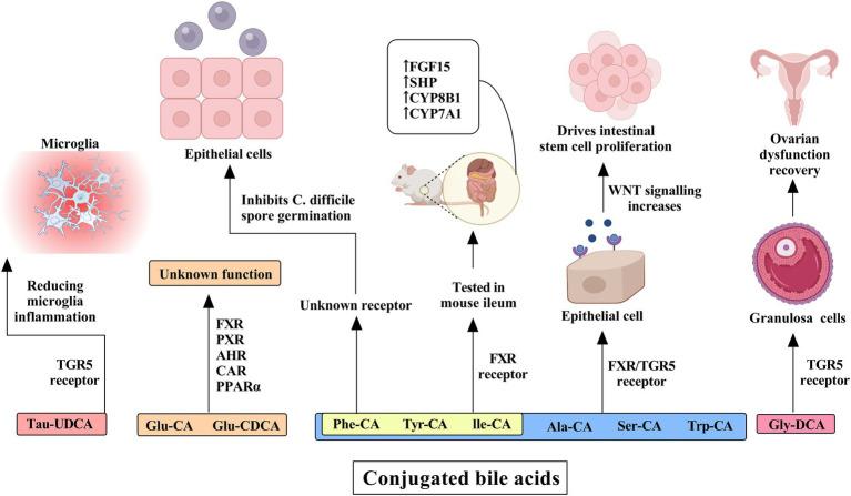 https://cdn.ncbi.nlm.nih.gov/pmc/blobs/4a18/12061941/94685332642c/fmicb-16-1577724-g003.jpg