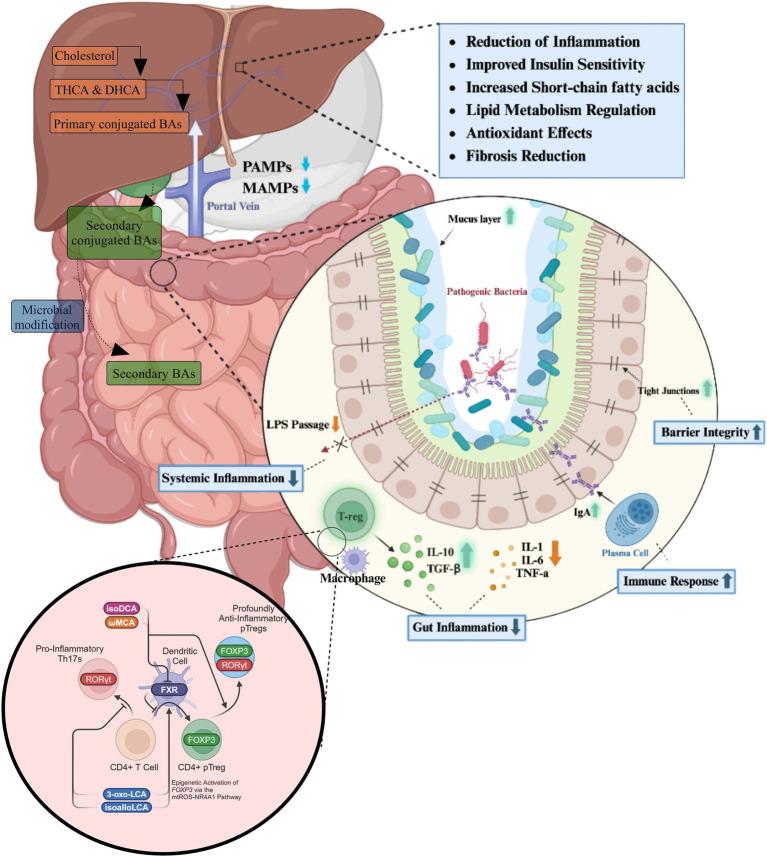 https://cdn.ncbi.nlm.nih.gov/pmc/blobs/4a18/12061941/e459c6c37add/fmicb-16-1577724-g002.jpg