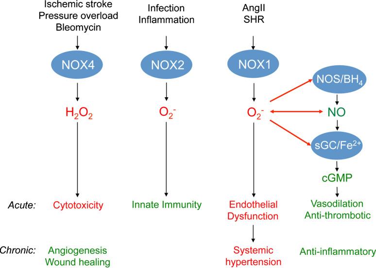 https://cdn.ncbi.nlm.nih.gov/pmc/blobs/4a1a/11114767/3de263131b26/18_2012_1010_Fig4_HTML.jpg