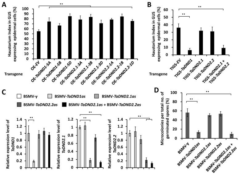 https://cdn.ncbi.nlm.nih.gov/pmc/blobs/4a1b/10855895/66bbfb6fac02/ijms-25-01695-g005.jpg