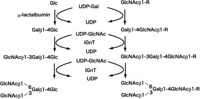 https://cdn.ncbi.nlm.nih.gov/pmc/blobs/4a1d/3066539/41f61ec5eade/pjab-86-731-g002.jpg