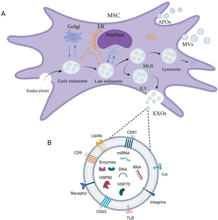 https://cdn.ncbi.nlm.nih.gov/pmc/blobs/4a1e/9253110/523cf410cb83/41419_2022_5034_Fig1_HTML.jpg