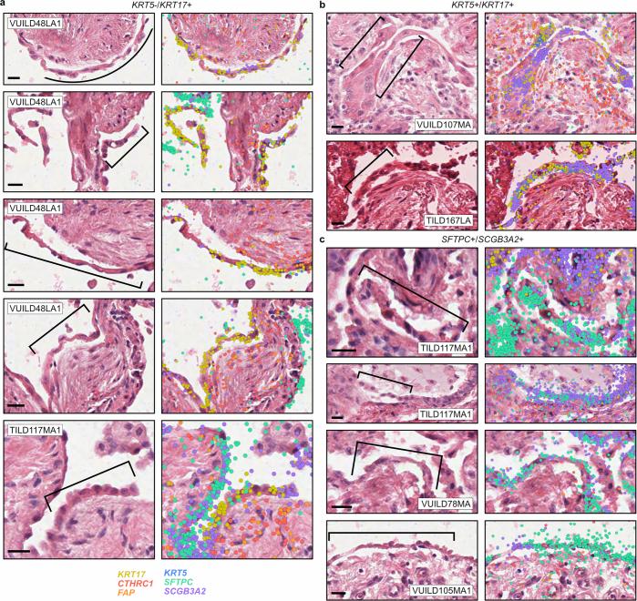 https://cdn.ncbi.nlm.nih.gov/pmc/blobs/4a21/11906353/19cc0591ce0c/41588_2025_2080_Fig15_ESM.jpg