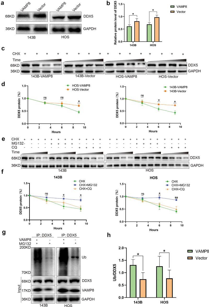 https://cdn.ncbi.nlm.nih.gov/pmc/blobs/4a28/10324439/93134bba8677/KCBT_A_2230641_F0004_OC.jpg