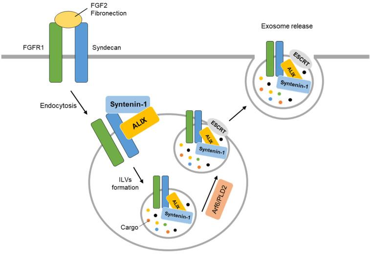 https://cdn.ncbi.nlm.nih.gov/pmc/blobs/4a29/10253468/f10cd06b1de9/ijms-24-09418-g004.jpg