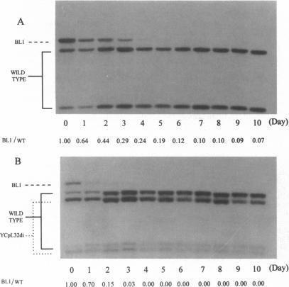 https://cdn.ncbi.nlm.nih.gov/pmc/blobs/4a2a/39987/b083b7a6cf11/pnas01508-0245-a.jpg
