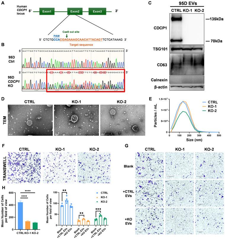 https://cdn.ncbi.nlm.nih.gov/pmc/blobs/4a2c/12281461/33161dae7a83/JEV2-14-e70128-g007.jpg