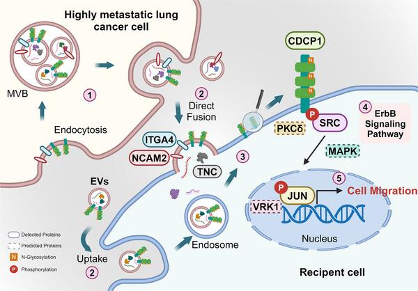 https://cdn.ncbi.nlm.nih.gov/pmc/blobs/4a2c/12281461/383f22ec39fa/JEV2-14-e70128-g005.jpg