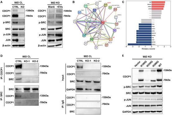 https://cdn.ncbi.nlm.nih.gov/pmc/blobs/4a2c/12281461/c3f6deb64ee0/JEV2-14-e70128-g001.jpg