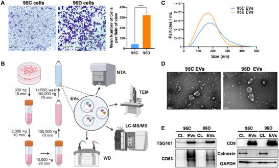 https://cdn.ncbi.nlm.nih.gov/pmc/blobs/4a2c/12281461/e914717503a8/JEV2-14-e70128-g002.jpg