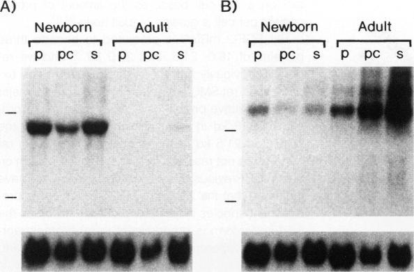 https://cdn.ncbi.nlm.nih.gov/pmc/blobs/4a2c/1865367/aa50ad30e4a6/amjpathol00036-0331-a.jpg