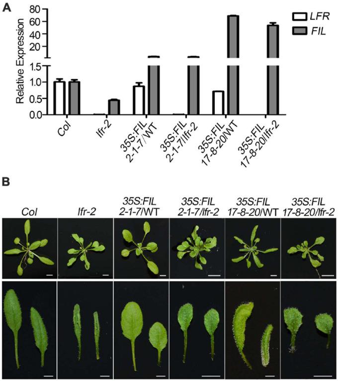 https://cdn.ncbi.nlm.nih.gov/pmc/blobs/4a2c/8385146/75bbab53dc12/fpls-12-717649-g008.jpg