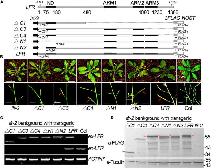 https://cdn.ncbi.nlm.nih.gov/pmc/blobs/4a2c/8385146/948e6bc4a43a/fpls-12-717649-g003.jpg