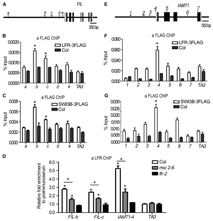 https://cdn.ncbi.nlm.nih.gov/pmc/blobs/4a2c/8385146/9f51140da612/fpls-12-717649-g007.jpg