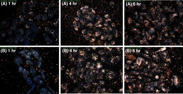 https://cdn.ncbi.nlm.nih.gov/pmc/blobs/4a2d/3853235/d4ea5efc416a/1743-8977-10-50-8.jpg
