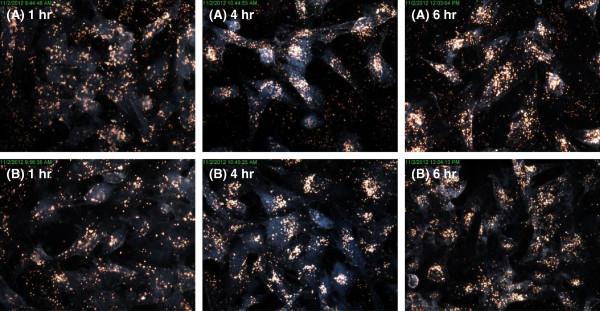 https://cdn.ncbi.nlm.nih.gov/pmc/blobs/4a2d/3853235/eb80689def28/1743-8977-10-50-6.jpg
